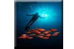 Diving in Red sea الغوص في البحر الاحمر