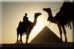 camel giza Pyramid