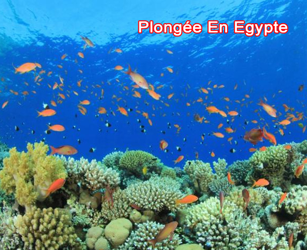 Plongée En Egypte