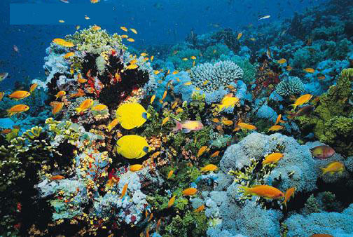 Plongee Hurghada