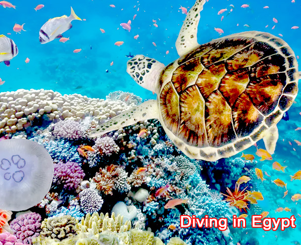 diving in egypt
