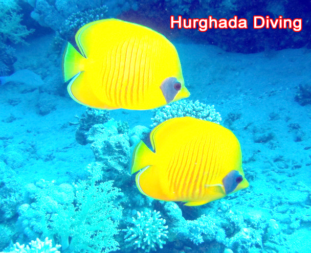 Hurghada diving
