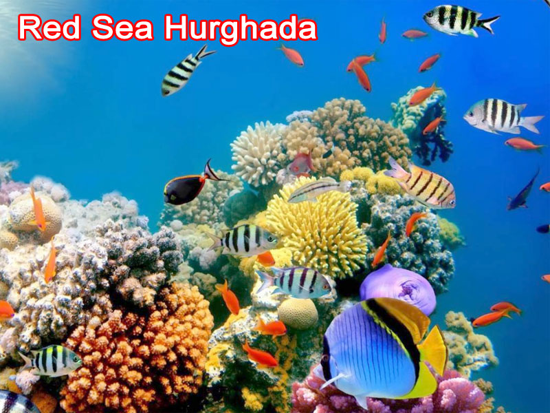 Red sea Hurghada