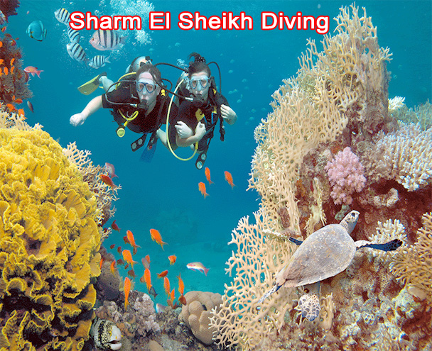 Sharm El Sheikh Diving